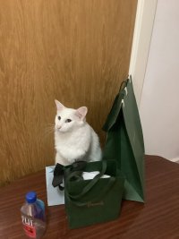 IMG_4243.jpeg