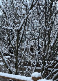 IMG_1225.jpg