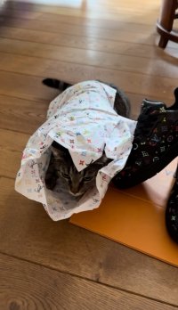 IMG_3347.jpeg
