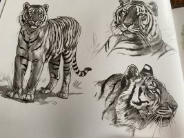 IMG_3812.jpeg
