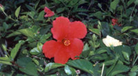 Hibiscus.JPG