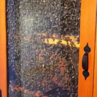 Honey Bee Observation Hive _ Cape Cod Museum of Natural History.webp