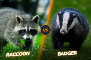Badger-vs-Raccoon-768x512.webp