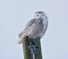 owl-03.webp