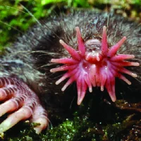 condylura-cristata-featured-credit-kenneth-catania_hue36a254297efa581a977eb49cb9b574f_730977_...webp