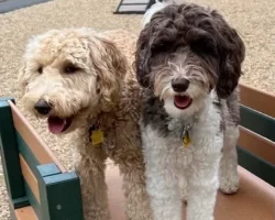 Brewster Dog Park.webp