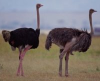 ostriches.jpg