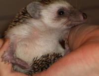 HandheldHedgeHog.png