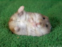 hampsterrolling.jpg