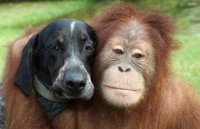 monkey&dog.jpg