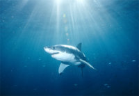 great-white-shark.jpg