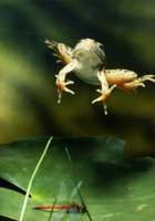 jumping frog.jpg