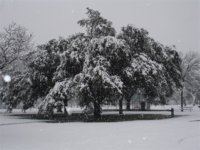 snow 040 (Medium).jpg