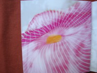 DSC03731.JPG