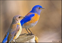 Western-Blue-Bird-00003.jpg