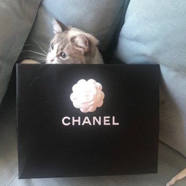 Chanel Shipment Days -- is there a pattern, or do boutiques receive bags  daily?