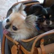 Pet Carriers - PurseBlog