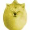 lemoncat