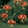 caplily