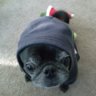 squishybear