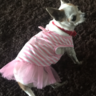 tarina_fan