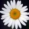 Just Daisy