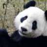 glamourpanda