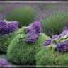 Lavender_Tea