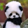 xiongxiong