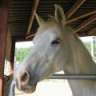 Arabian Mare