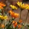 daisydew