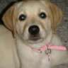 pennybelle