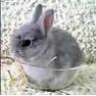 bunnycup