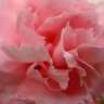 pinkcarnation