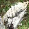 lizardlover