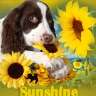 sunshine89029
