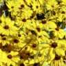 blackeyedsusan