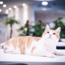 sagacat