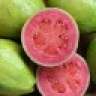 unaguayabita