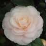 camelia5