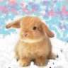 SnowBunnie