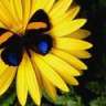 Butterfly Daisy