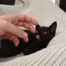 kittencakes