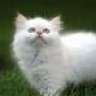Gingercat