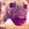 hyenaqueen