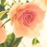 Sonnet34