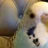 birdybirdbrid