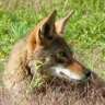 coyote3558
