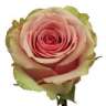 loubnoub