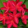 redplumeria